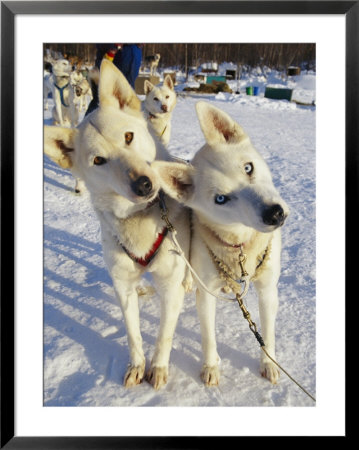 Portrait Of Two Husky Sled Dogs, Their Heads Cocked With Curiosity by Paul Nicklen Pricing Limited Edition Print image