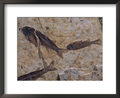 Fish Fossils Found At Sihetun, Liaoning Province, China by O. Louis Mazzatenta Pricing Limited Edition Print image