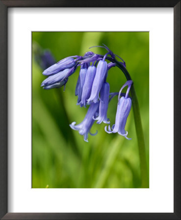 Hyacinthoides Non-Scripta, Bluebell by Susie Mccaffrey Pricing Limited Edition Print image