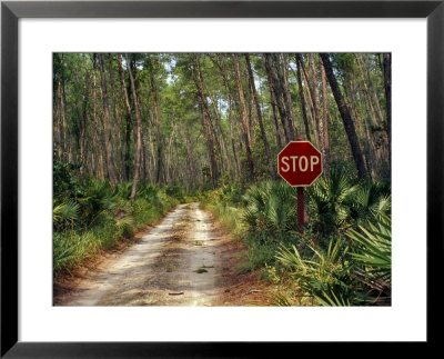 Central Florida, Stop Sign, Ocala Forest Road by Pat Canova Pricing Limited Edition Print image