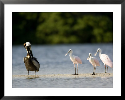 Brown Pelican And Roseate Spoonbill, Tampa Bay, Florida by Tim Laman Pricing Limited Edition Print image
