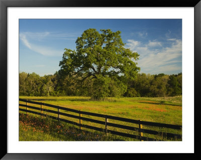 Wildflowers Of Paintbrush And Blue Bonnets, Gay Hill Area, Texas, Usa by Darrell Gulin Pricing Limited Edition Print image