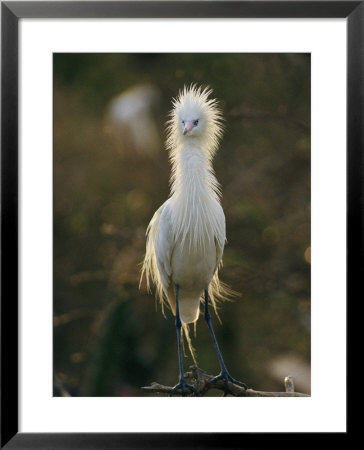 A Close View Of A Long-Legged Reddish-Egret In Its White Phase by Kenneth Garrett Pricing Limited Edition Print image