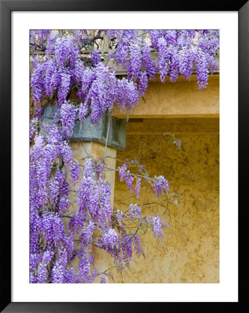 Wisteria Blooming In Spring, Sonoma Valley, California, Usa by Julie Eggers Pricing Limited Edition Print image
