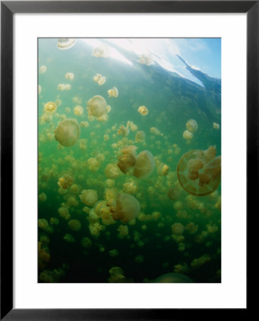 Jellyfish (Scyphozoa), Palau by Michael Aw Pricing Limited Edition Print image