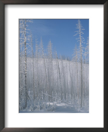 Frost Covered Burnt Trees In A Snowy Landscape by Tom Murphy Pricing Limited Edition Print image
