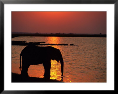 Silhouetted African Elephant Drinking Water by Beverly Joubert Pricing Limited Edition Print image