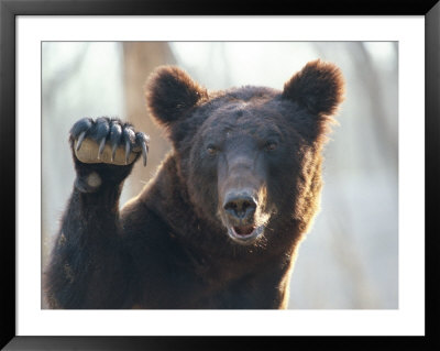 A Bear Waves At The Camera by Raymond Gehman Pricing Limited Edition Print image