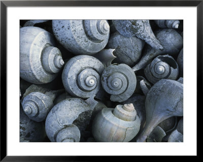 A Discarded Pile Of Channeled Whelk Shells by Darlyne A. Murawski Pricing Limited Edition Print image
