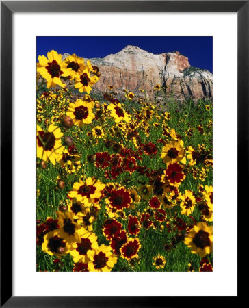 Summer Flowers, Springdale, Utah by David Carriere Pricing Limited Edition Print image
