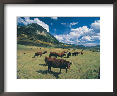 Cattle Grazing On Mt. Crested Butte, Colorado by Tom Stillo Pricing Limited Edition Print image