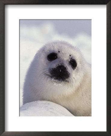 Harp Seal Pup, Pagophilus Groenlandicus by Robert Franz Pricing Limited Edition Print image