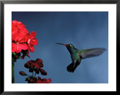 Broad-Billed Hummingbird Flying Next To Flowers by Fogstock Llc Pricing Limited Edition Print image