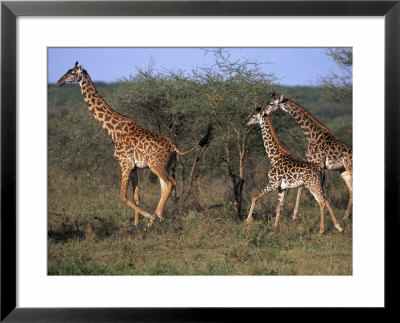 Masai Giraffes, Tarangire National Park, Tanzania by Robert Franz Pricing Limited Edition Print image