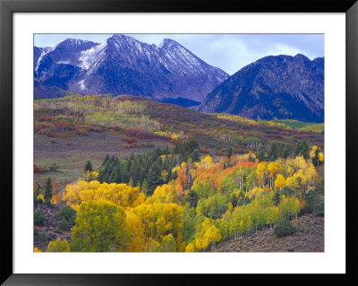 Colorful Aspens In Logan Canyon, Utah, Usa by Julie Eggers Pricing Limited Edition Print image
