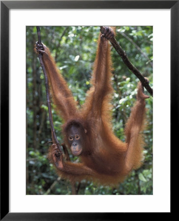 Juvenile Orangutan Swinging Between Branches In Tanjung National Park, Borneo by Theo Allofs Pricing Limited Edition Print image
