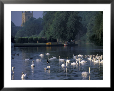 Swans On River Avon, Stratford-On-Avon, England by Nik Wheeler Pricing Limited Edition Print image