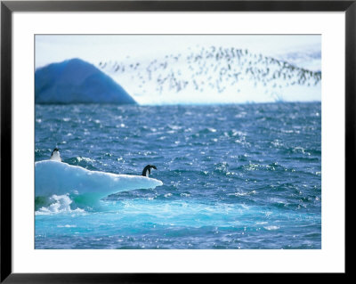Adelie Penguin Strolls Across Rocky Beach, Antarctic Peninsula by Howie Garber Pricing Limited Edition Print image