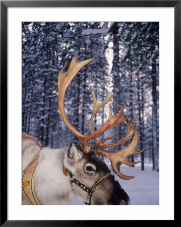 In Santa Claus's Country The Reindeers Abound, Lapland, Finland by Daisy Gilardini Pricing Limited Edition Print image