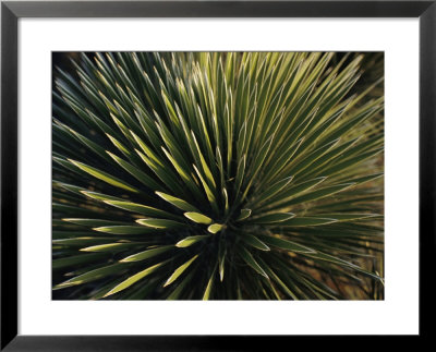 A Lechuguilla Plant In The Desert by Stephen Alvarez Pricing Limited Edition Print image