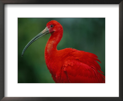 Portrait Of A Captive Scarlet Ibis by Joel Sartore Pricing Limited Edition Print image