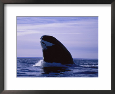 A Bowhead Whale, Also Known As A Greenland Right Whale by Paul Nicklen Pricing Limited Edition Print image