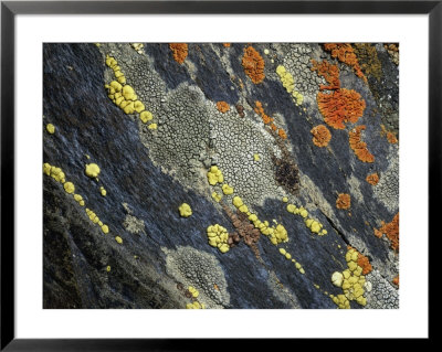 A Close View Of Crustose Lichens Growing On Tombstone Slate by Sylvia Sharnoff Pricing Limited Edition Print image