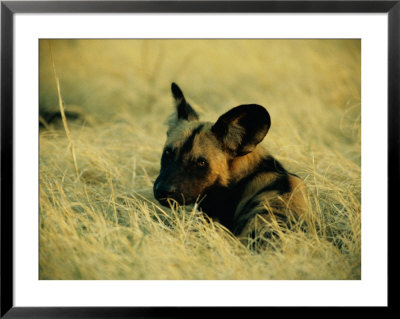 Cape Hunting Dog Resting In The Grass by Beverly Joubert Pricing Limited Edition Print image