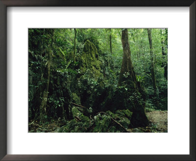 Woodland View Of A Polynesian Forest With Mosses, Vines, Trees And Ferns by Tim Laman Pricing Limited Edition Print image