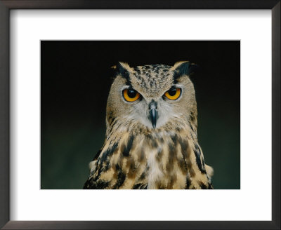 Close Up Of An African Eagle Owl by Joel Sartore Pricing Limited Edition Print image