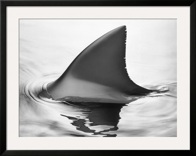 Shark Fin by Howard Sokol Pricing Limited Edition Print image