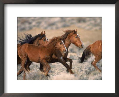 Wild Horses Running Through Desert, Ca by Inga Spence Pricing Limited Edition Print image