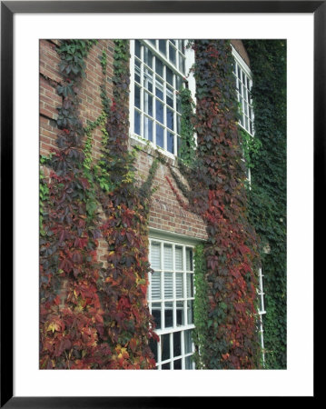 Hanover Ivy On Dartmouth College Building, New Hampshire, Usa by John & Lisa Merrill Pricing Limited Edition Print image