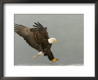 Bald Eagle In Landing Posture, Homer, Alaska, Usa by Arthur Morris Pricing Limited Edition Print image