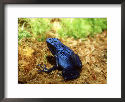 Blue Poison Dart Frog, Surinam by Andrew Bee Pricing Limited Edition Print image