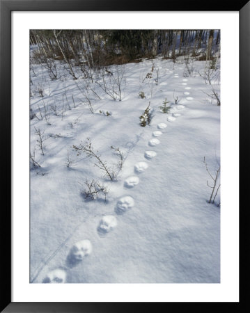 Trail Of Lynx Tracks In The Snow by Paul Nicklen Pricing Limited Edition Print image