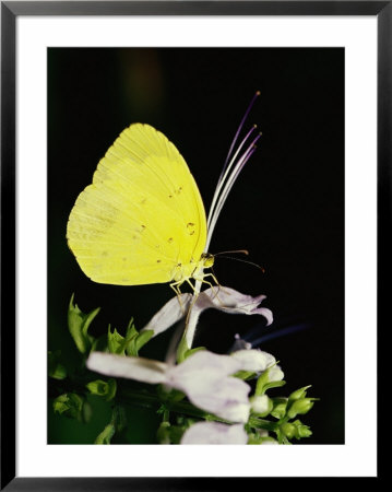 A Common Grass Yellow Butterfly Feeds On A Flower by Jason Edwards Pricing Limited Edition Print image
