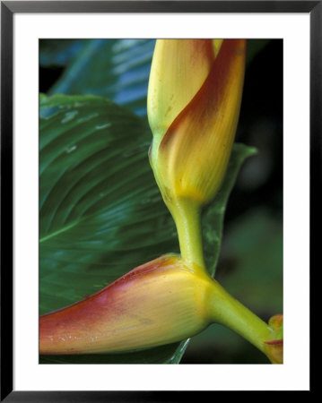 Flowers Of Heliconia In The Carara Biological Reserve, Costa Rica by Scott T. Smith Pricing Limited Edition Print image