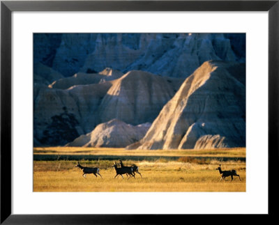 Mule Deer (Odocoileus Hemionus) With Backdrop Of Rocky Hills, Badlands National Park, U.S.A. by Mark Newman Pricing Limited Edition Print image