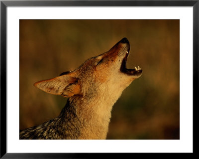 Barking Black-Backed Jackal by Beverly Joubert Pricing Limited Edition Print image