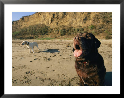 Two Dogs Take A Breather On The Beach by Roy Toft Pricing Limited Edition Print image