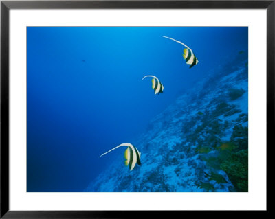 Longfin Bannerfish Swim Near Rongelap Atoll by Emory Kristof Pricing Limited Edition Print image