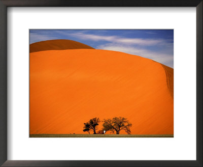 Tree In The Namib Desert, Namibia by Walter Bibikow Pricing Limited Edition Print image