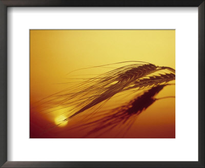 Shaft Of Barley by Carol & Mike Werner Pricing Limited Edition Print image