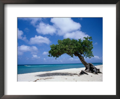 Divi-Divi Tree, Aruba by Jennifer Broadus Pricing Limited Edition Print image