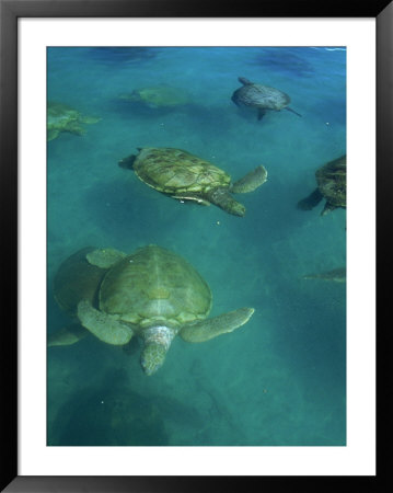 Green Sea Turtles At Turtle Farm by Anne Flinn Powell Pricing Limited Edition Print image