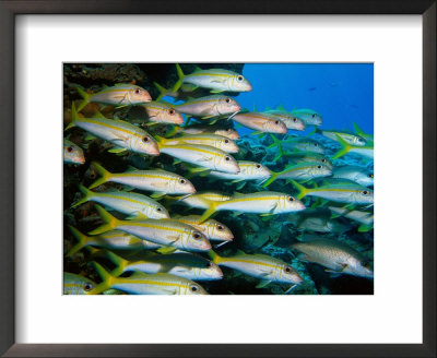 School Of Yellow Goatfish by Larry Lipsky Pricing Limited Edition Print image