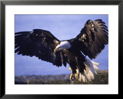 Bald Eagle, Haliaeetus Leucocephalus by Mark Newman Pricing Limited Edition Print image