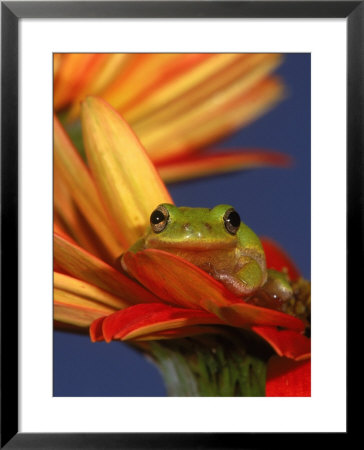 Squirrel Treefrog, Hyla Squirrel Oh by Priscilla Connell Pricing Limited Edition Print image
