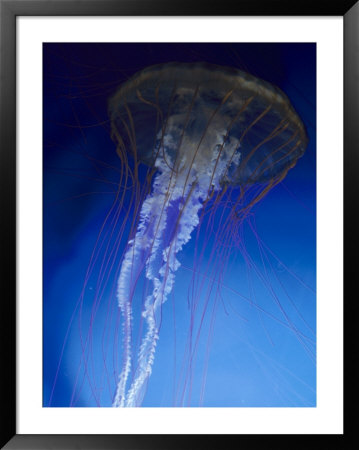 Jellyfish by Harold Wilion Pricing Limited Edition Print image